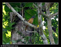 Cicadabird - Coracina tenuirostris