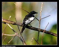 Black-browed Triller - Lalage atrovirens