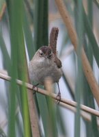 Marsh Wren - Cistothorus palustris