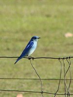 Mountain Bluebird - Sialia currucoides