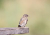 Western Bluebird - Sialia mexicana