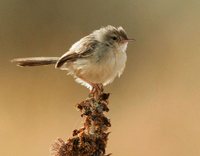 Graceful Prinia - Prinia gracilis