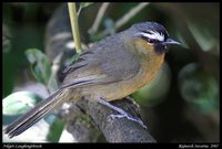 Rufous-breasted Laughingthrush - Garrulax cachinnans
