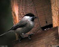 Marsh Tit - Poecile palustris