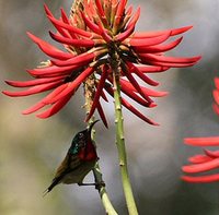 Fork-tailed Sunbird - Aethopyga christinae