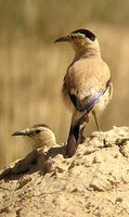 Mongolian Ground-Jay - Podoces hendersoni