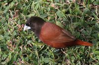 Chestnut Munia - Lonchura atricapilla