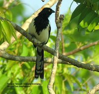 Magpie Tanager - Cissopis leveriana