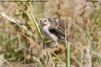 Chestnut-throated Seedeater - Sporophila telasco