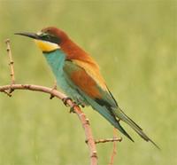 European Bee-eater