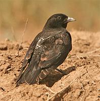 Black Lark