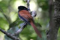 African Paradise Flycatcher