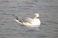 Gray-headed Gull