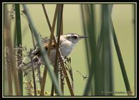 Wren-like Rushbird