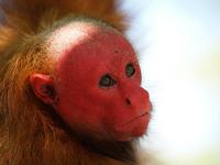 Uakari face