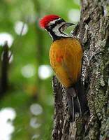 Common Flameback Woodpecker