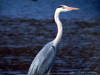 Grey Heron Ardea cineria jouyi  왜가리