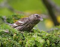 Two-barred Crossbill (Loxia leucoptera)