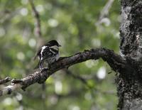 Brambling (Fringilla montifringilla)