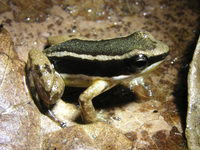 : Allobates talamancae; Striped Rocket Frog