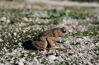 : Bufo biporcatus; Philippine Toad