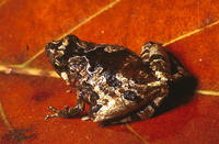: Microhyla annamensis