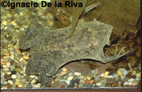 : Pipa pipa; Surinam Toad