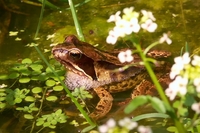 : Rana temporaria; Common Frog