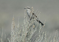 : Lanius excubitor; Northern Shrike