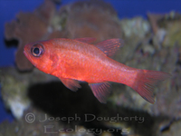 : Apogon guadalupensis; Guadelupe Cardinalfish