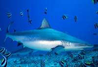 : Carcharhinus amblyrhynchos; Grey Reef Shark