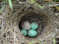 : Spizella breweri; Brewer's Sparrow;