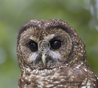 : Strix occidentalis; Northern Spotted Owl