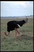 : Struthio camelus ssp. massaicus; Ostrich