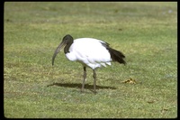 : Threskiornis aethiopicus; Sacred Ibis