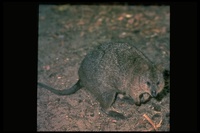 : Setonix brachyurus; Quokka