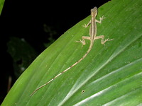 : Anolis fuscoauratus