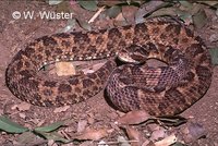 : Bothrops erythromelas