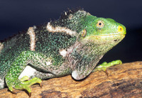 : Brachylophus vitiensis; Crested Iguana