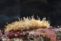 : Eupentacta quinquesemita; Stiff-footed Sea Cucumber