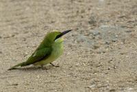 Merops orientalis  Green Bee-eater photo