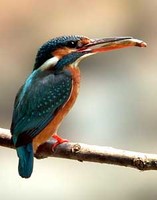 물총새 Alcedo atthis bengalensis | common kingfisher