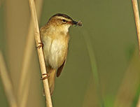 rokitniczka Acrocephalus schoenebaenus