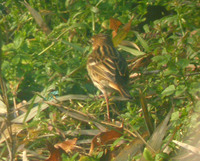 Pechora Pipit