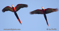 Photo of Ara arakanga Ara macao Scarlet Macaw Guacamayo Roja