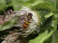 Dobbeltbåndet svirreflue (Episyrphus balteatus) Foto/billede af