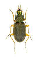 ムナビロアオゴミムシ 5 exs. Chlaenius sericimicans