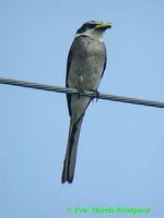 Ryukyu Minivet » Pericrocotus tegimae