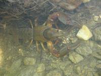 Astacus astacus - Noble Crayfish