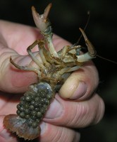 Austropotamobius torrentium